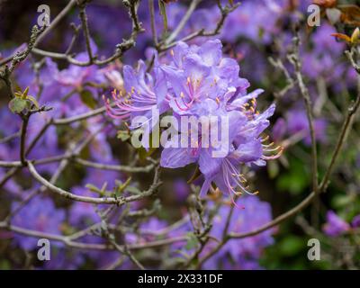 Blaue Rhododendron augustinii Blumen aus nächster Nähe Stockfoto