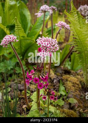 Darmera peltata (Regenschirmpflanze oder indischer Rhabarber) und rosa Primula japonica - zwei im Frühjahr lebende Pflanzen für feuchte, feuchte Böden Stockfoto