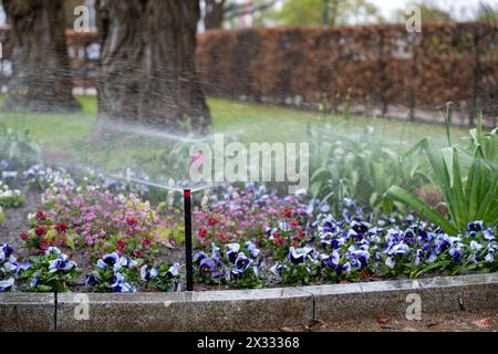 Ein elektronisches Bewässerungssystem bewässert die Blumenbeete des Parks. Bewässerungssystem in Aktion. Stockfoto