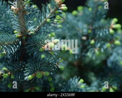 Eine abies lasiocarpa compacta. Nahaufnahme. Stockfoto