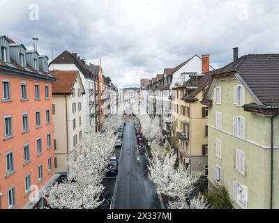 Reihen von blühenden weißen Kirschrosa Bäumen entlang einer Straße in Zürich Stadt im Frühling. Stockfoto