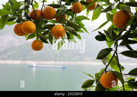 YICHANG, CHINA – 24. APRIL 2024 – Ein Frachtschiff fährt auf dem Yangtze-Fluss neben dem orangen Nabelgarten im Dorf Xiling Xia, Stadt Yichang, Hubei provi Stockfoto