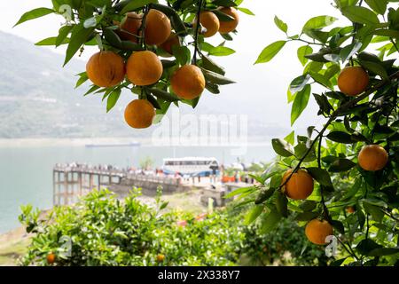 YICHANG, CHINA - 24. APRIL 2024 - Touristen pflücken frische Orangen auf einem Nabelorangengarten am Yangtze Fluss im Dorf Xiling Xia in Yichang, Hubei PR Stockfoto