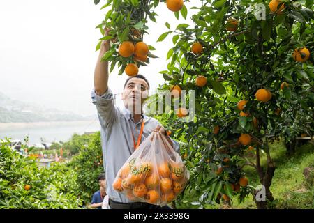 YICHANG, CHINA - 24. APRIL 2024 - Touristen pflücken frische Orangen auf einem Nabelorangengarten am Yangtze Fluss im Dorf Xiling Xia in Yichang, Hubei PR Stockfoto