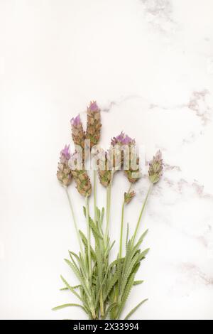 Ein Haufen Lavendelblumen auf weißem und grauem Marmorhintergrund Stockfoto