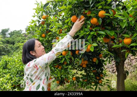 YICHANG, CHINA - 24. APRIL 2024 - Touristen pflücken frische Orangen auf einem Nabelorangengarten am Yangtze Fluss im Dorf Xiling Xia in Yichang, Hubei PR Stockfoto