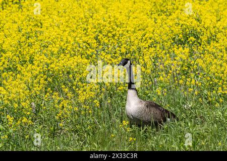 Nahaufnahme eines Porträts einer Kanadians, die im Frühjahr in einem Feld mit gelben Wildblumen spaziert. Stockfoto