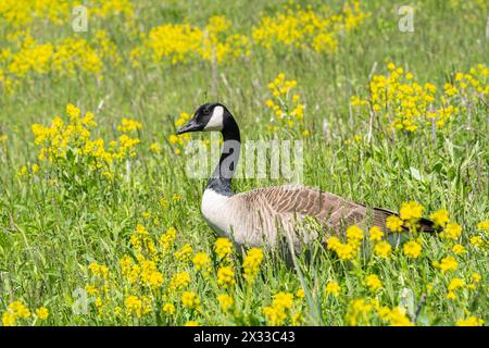 Nahaufnahme eines Porträts einer Kanadians, die im Frühjahr in einem Feld mit gelben Wildblumen spaziert. Stockfoto