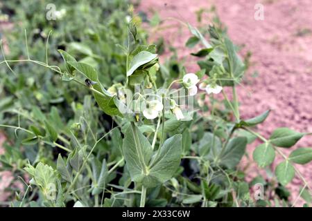 Das Bild zeigt eine Plantage einer Erbsenpflanze, auf der weiße Blüten aufgetaucht sind. Stockfoto