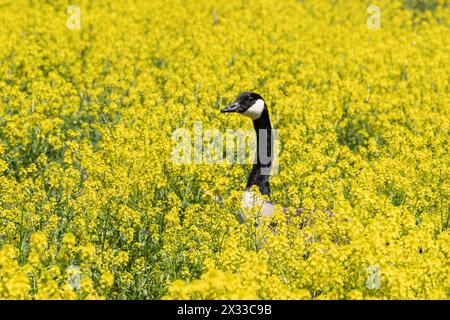 Nahaufnahme eines Porträts einer Kanadischen Gans, die im Frühjahr in einem Feld mit gelben Wildblumen nistet. Stockfoto