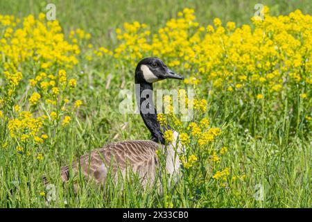 Nahaufnahme eines Porträts einer Kanadischen Gans, die im Frühjahr in einem Feld mit gelben Wildblumen nistet. Stockfoto