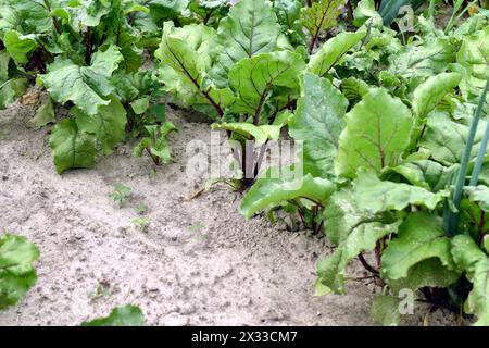Ein Gartenbeet mit wachsenden roten Rüben. Eine Reihe grüner Blätter ist sichtbar. Stockfoto