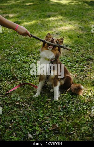 Der braune aktive Australian Shepherd spielt mit dem Besitzer, der an sonnigen Sommertagen auf der grünen Rodung im Park einen Baumzweig hält. Ein wunderschöner reinrassiger Verspielter Stockfoto