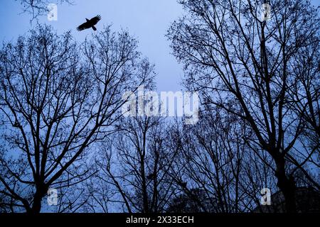 Ein Raptorvogel, der am 5. Januar 2023 in Paris, der Hauptstadt Frankreichs, durch die Bäume des Parc Montsouris fliegt. Oiseau DE Typ rapc Stockfoto