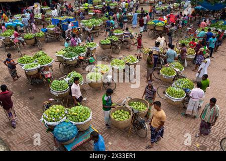 Chapainawabganj, Rajshahi, Bangladesch. April 2024. Tausende von leuchtend grünen Mangos werden von Verkäufern organisiert, während sie sich auf einen Tag auf dem größten Mangomarkt in Kansat, Chapainawabganj, Bangladesch, vorbereiten. Jeden Tag bringen Mangobauern aus der Umgebung sie mit Fahrrädern auf den Markt. Auf diesem Markt werden täglich rund 1200 Tonnen Mangos verkauft. Es ist der größte Mangomarkt des Landes. (Kreditbild: © Joy Saha/ZUMA Press Wire) NUR REDAKTIONELLE VERWENDUNG! Nicht für kommerzielle ZWECKE! Stockfoto