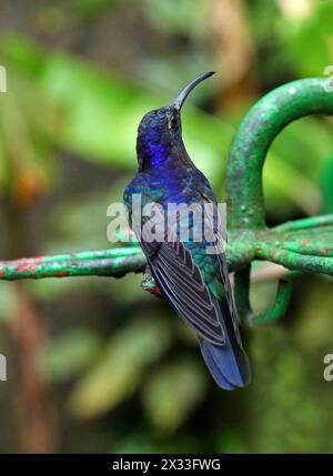 Veilchensäbel, Campylopterus hemileucurus, Trochilidae. Monteverde, Costa Rica. Großer Kolibri. Stockfoto