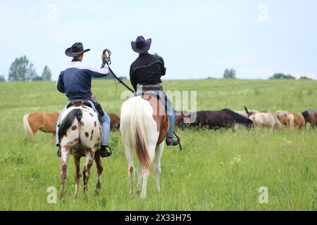 Zwei Cowboys, die eine Pferderherde auf dem grünen Feld getrieben werden Stockfoto