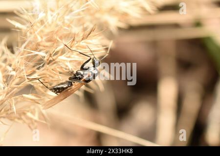 Eine dunkle weibliche Ameise mit Flügeln sitzt auf einer trockenen Pflanze. Stockfoto