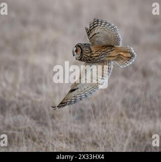 Eine wilde Langohr-Eule (Asio otus) im Flug, Nordengland Stockfoto