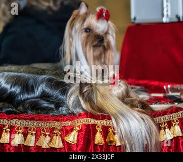 Lustige Yorkshire-Terrier, winzige Hunde. Niedliche Tiere. Zöpfe, Bögen, alles Mimimi. Stockfoto