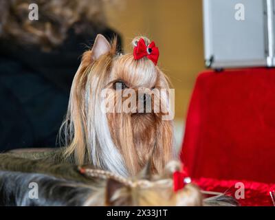 Lustige Yorkshire-Terrier, winzige Hunde. Niedliche Tiere. Zöpfe, Bögen, alles Mimimi. Stockfoto
