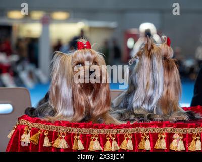 Lustige Yorkshire-Terrier, winzige Hunde. Niedliche Tiere. Zöpfe, Bögen, alles Mimimi. Stockfoto