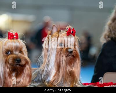 Lustige Yorkshire-Terrier, winzige Hunde. Niedliche Tiere. Zöpfe, Bögen, alles Mimimi. Stockfoto