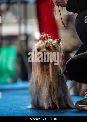 Lustige Yorkshire-Terrier, winzige Hunde. Niedliche Tiere. Zöpfe, Bögen, alles Mimimi. Stockfoto