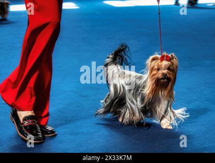 Lustige Yorkshire-Terrier, winzige Hunde. Niedliche Tiere. Zöpfe, Bögen, alles Mimimi. Stockfoto