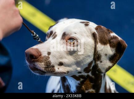 Wunderschöner weißer Dalmatiner mit braunen Flecken. Eleganter Hund. Ausstellungen, Hundeshows, Stammhunde. Stockfoto