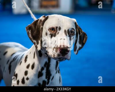 Wunderschöner weißer Dalmatiner mit braunen Flecken. Eleganter Hund. Ausstellungen, Hundeshows, Stammhunde. Stockfoto