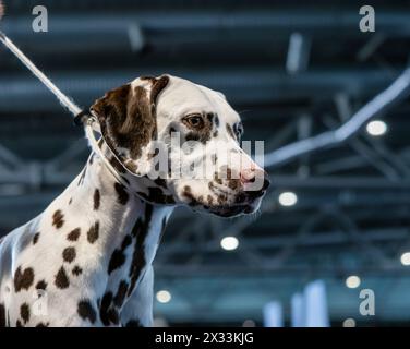 Wunderschöner weißer Dalmatiner mit braunen Flecken. Eleganter Hund. Ausstellungen, Hundeshows, Stammhunde. Stockfoto