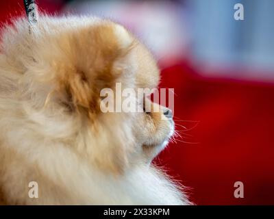 Ein lustiger Spitz, ein winziger Hund. Sieht aus wie ein runder, flauschiger Ball. Unglaublich kleine Süße. Stockfoto