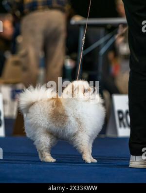 Ein lustiger Spitz, ein winziger Hund. Sieht aus wie ein runder, flauschiger Ball. Unglaublich kleine Süße. Stockfoto