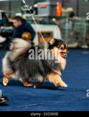 Ein lustiger Spitz, ein winziger Hund. Sieht aus wie ein runder, flauschiger Ball. Unglaublich kleine Süße. Stockfoto