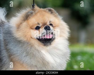 Ein lustiger Spitz, ein winziger Hund. Sieht aus wie ein runder, flauschiger Ball. Unglaublich kleine Süße. Stockfoto
