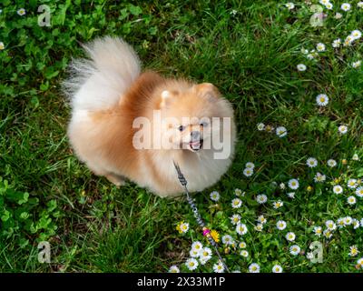 Ein lustiger Spitz, ein winziger Hund. Sieht aus wie ein runder, flauschiger Ball. Unglaublich kleine Süße. Stockfoto