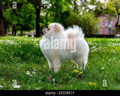 Ein lustiger Spitz, ein winziger Hund. Sieht aus wie ein runder, flauschiger Ball. Unglaublich kleine Süße. Stockfoto