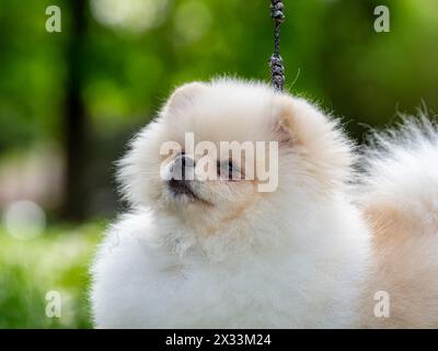 Ein lustiger Spitz, ein winziger Hund. Sieht aus wie ein runder, flauschiger Ball. Unglaublich kleine Süße. Stockfoto