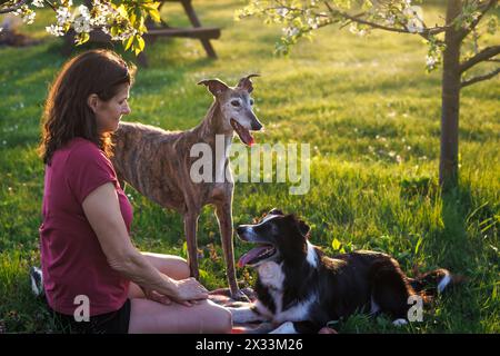Frau mit ihren Hunden, die sich draußen entspannen. Haustierbesitzer mit greyhound und Border Collie spielen zusammen im Park Stockfoto