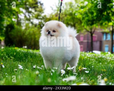 Ein lustiger Spitz, ein winziger Hund. Sieht aus wie ein runder, flauschiger Ball. Unglaublich kleine Süße. Stockfoto