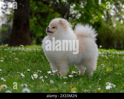 Ein lustiger Spitz, ein winziger Hund. Sieht aus wie ein runder, flauschiger Ball. Unglaublich kleine Süße. Stockfoto