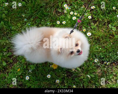 Ein lustiger Spitz, ein winziger Hund. Sieht aus wie ein runder, flauschiger Ball. Unglaublich kleine Süße. Stockfoto