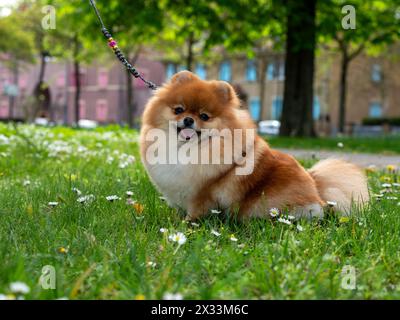 Ein lustiger Spitz, ein winziger Hund. Sieht aus wie ein runder, flauschiger Ball. Unglaublich kleine Süße. Stockfoto