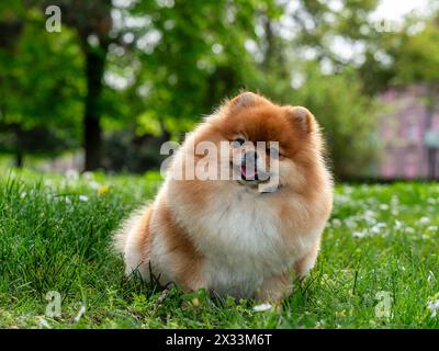 Ein lustiger Spitz, ein winziger Hund. Sieht aus wie ein runder, flauschiger Ball. Unglaublich kleine Süße. Stockfoto