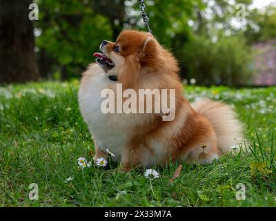 Ein lustiger Spitz, ein winziger Hund. Sieht aus wie ein runder, flauschiger Ball. Unglaublich kleine Süße. Stockfoto
