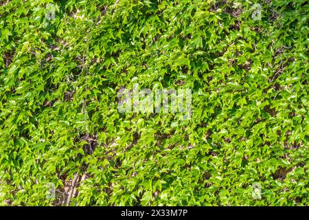 Gemauerte Mauer mit dicker grüner Efeupflanze bedeckt. Barcelona, Katalonien, Spanien. Stockfoto