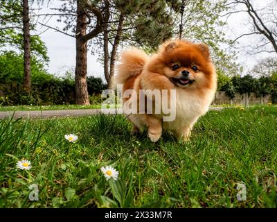 Ein lustiger Spitz, ein winziger Hund. Sieht aus wie ein runder, flauschiger Ball. Unglaublich kleine Süße. Stockfoto