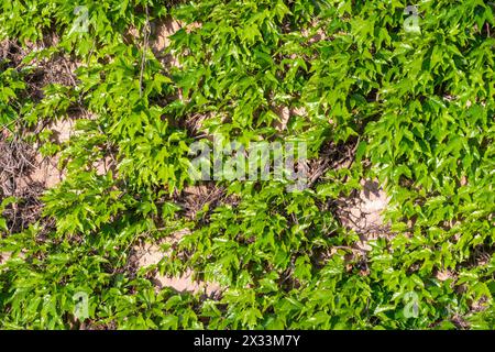 Gemauerte Mauer mit dicker grüner Efeupflanze bedeckt. Barcelona, Katalonien, Spanien. Stockfoto