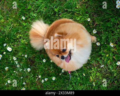 Ein lustiger Spitz, ein winziger Hund. Sieht aus wie ein runder, flauschiger Ball. Unglaublich kleine Süße. Stockfoto
